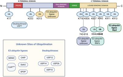 The role of ubiquitination in spinal and bulbar muscular atrophy